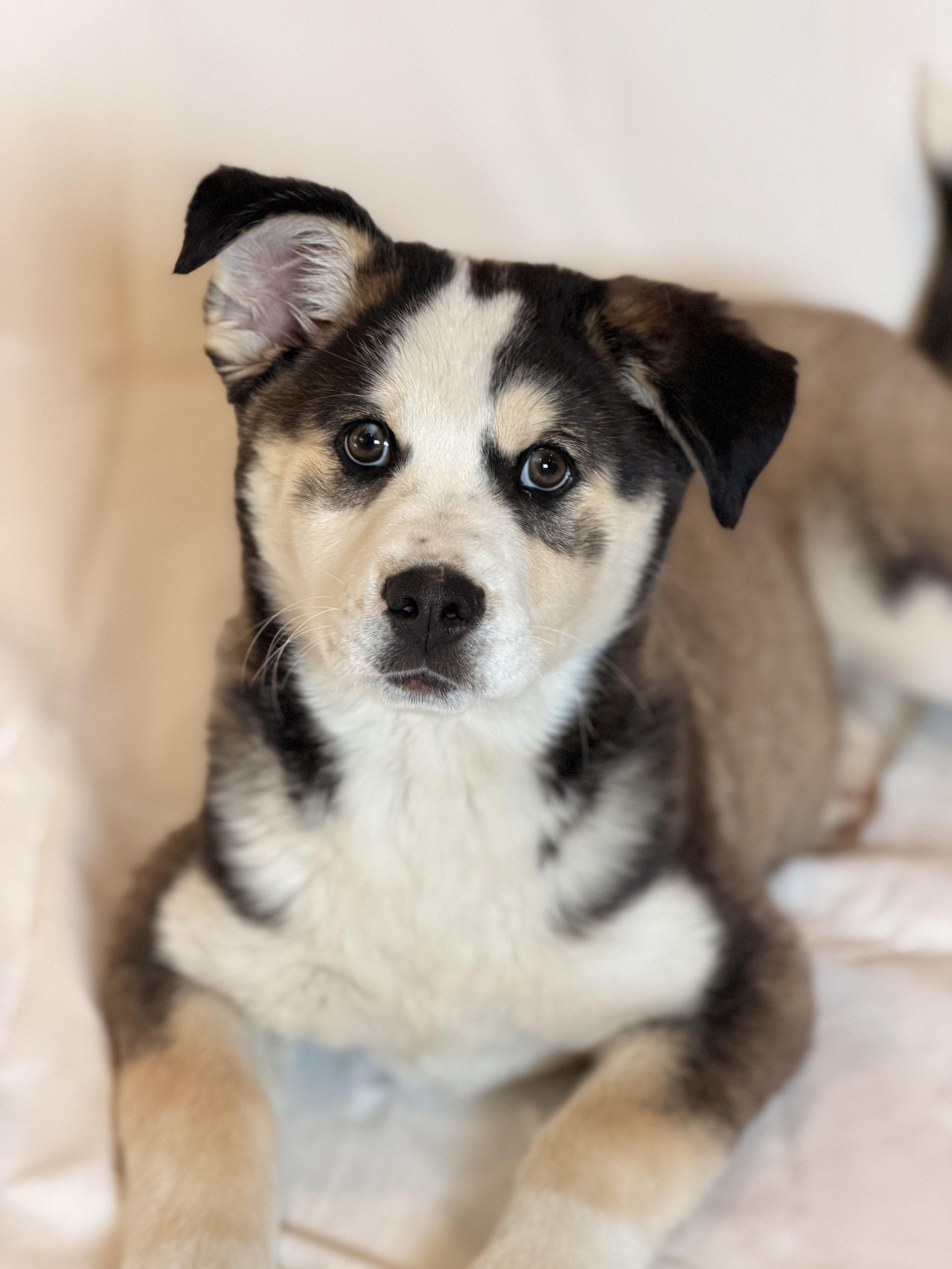 A baby medium-sized female Siberian Husky dog named Kierra for adoption in Sparta, NJ