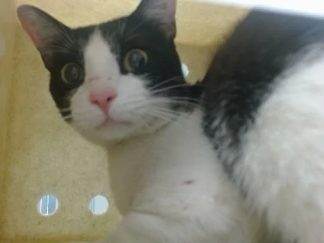 An adult small-sized male Domestic Short Hair cat named A for adoption in Oklahoma City, OK