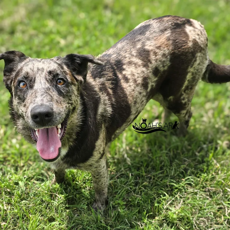 A young medium-sized female Merle (Blue) Catahoula Leopard Dog dog named Timber for adoption in Gainesville, TX