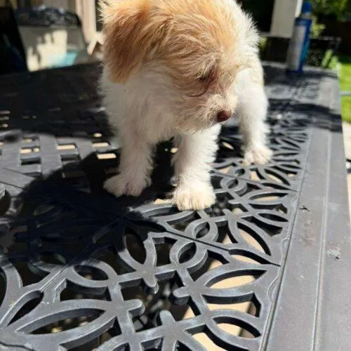 A baby small-sized male Yellow / Tan / Blond / Fawn Terrier dog named Lover Boy for adoption in Broken Arrow, OK