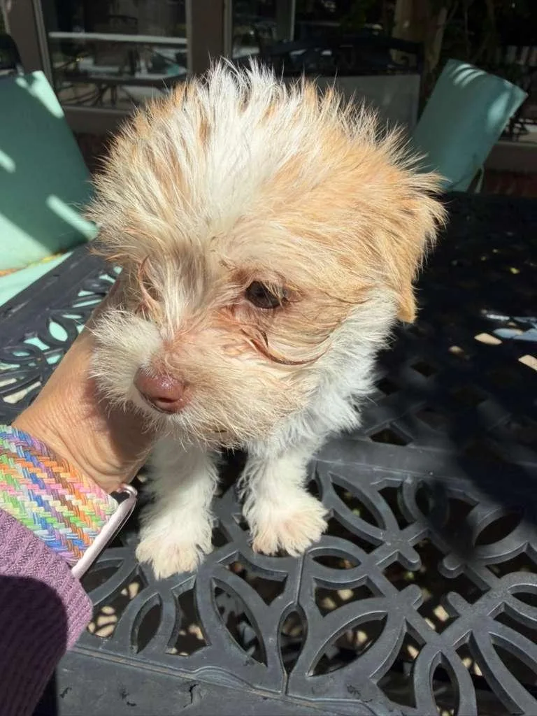 Lover Boy thumbnail 2