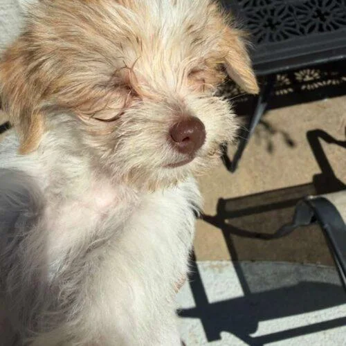 Lover Boy thumbnail 3