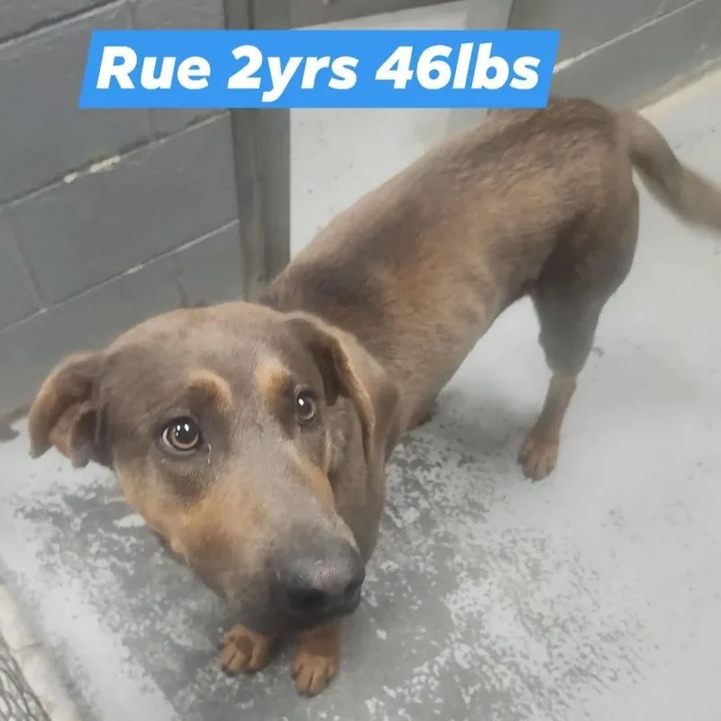 A young medium-sized male Gray / Blue / Silver Mixed Breed dog named Rue for adoption in Fairfax Station, VA