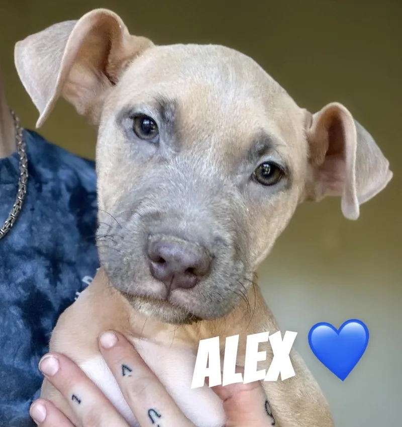 A baby large-sized male Gray / Blue / Silver Pit Bull Terrier dog named Alex for adoption in Felton, PA