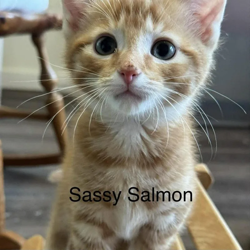Sassy Salmon