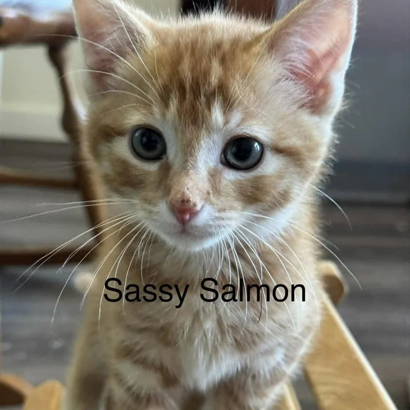 Sassy Salmon thumbnail 2