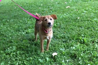 An adult small-sized female Mixed Breed dog named Daisy for adoption in West Chester, PA