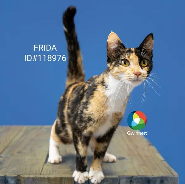 A young small-sized female Domestic Short Hair cat named Pen  Frida for adoption in Lawrenceville, GA