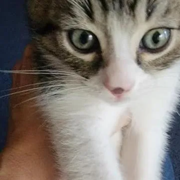 A baby medium-sized male Brown / Chocolate Domestic Short Hair cat named Max for adoption in Los Angeles, CA