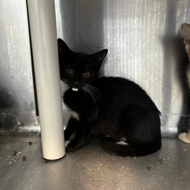 A baby small-sized male Black Domestic Short Hair cat named Pensacola for adoption in Carencro, LA