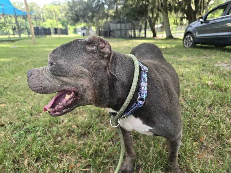 A senior medium-sized female Gray / Blue / Silver American Bulldog dog named Gertrude for adoption in Lakeland, FL