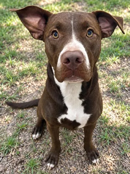 An adult large-sized male Pit Bull Terrier dog named Shaggy for adoption in Inverness, FL