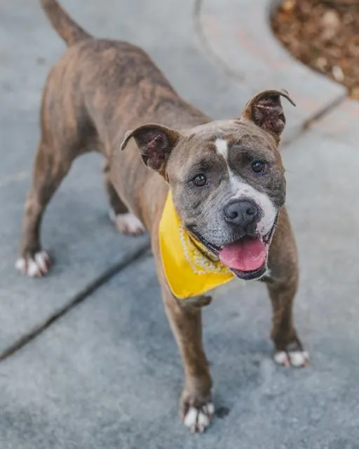An adult medium-sized male American Staffordshire Terrier dog named Bronco for adoption in Miami, FL