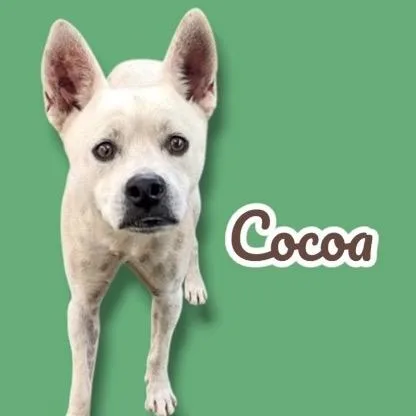 Cocoa