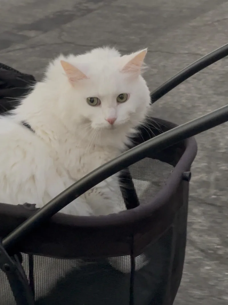 A senior extra large-sized female White Domestic Long Hair cat named Polly for adoption in Costa Mesa, CA