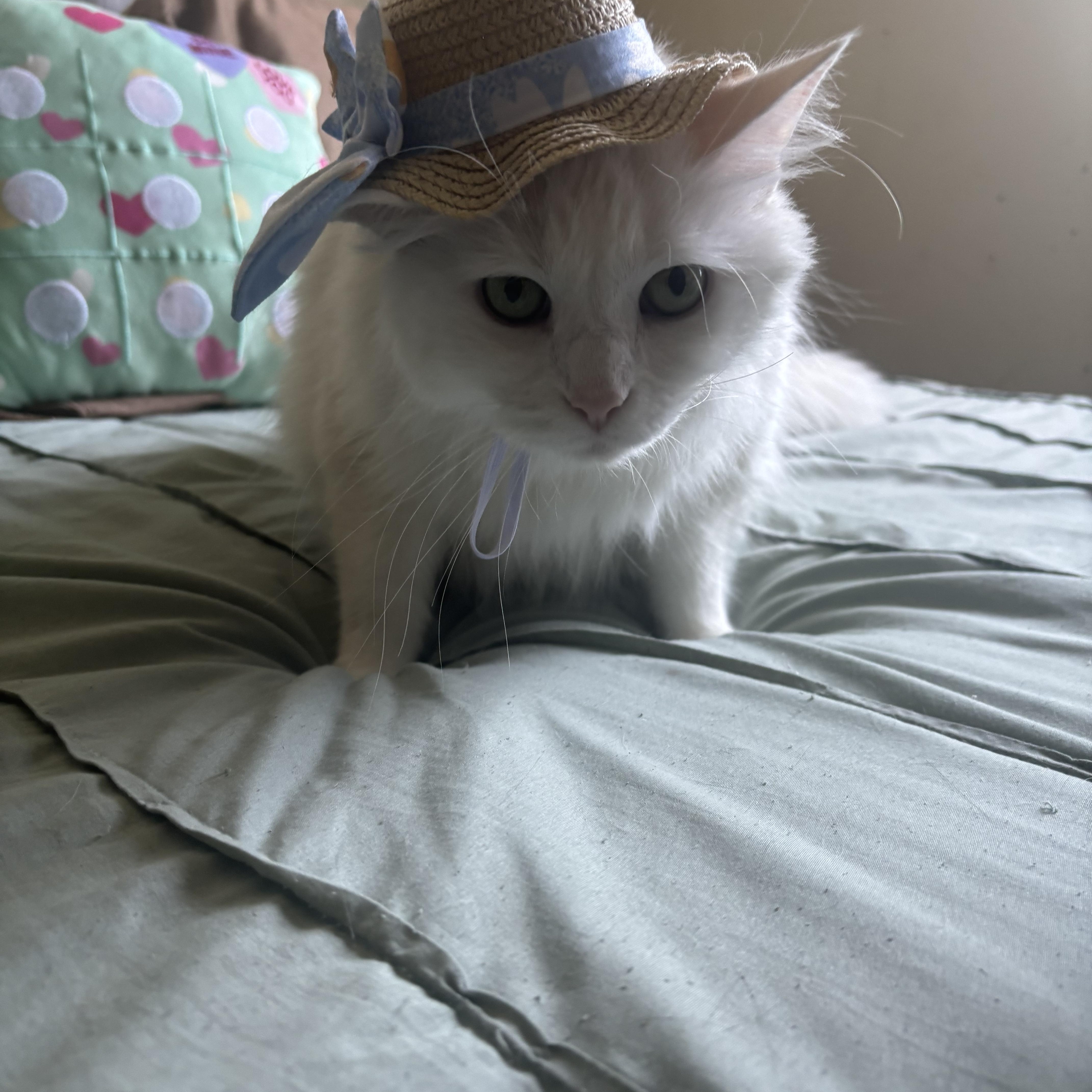 Polly thumbnail 3