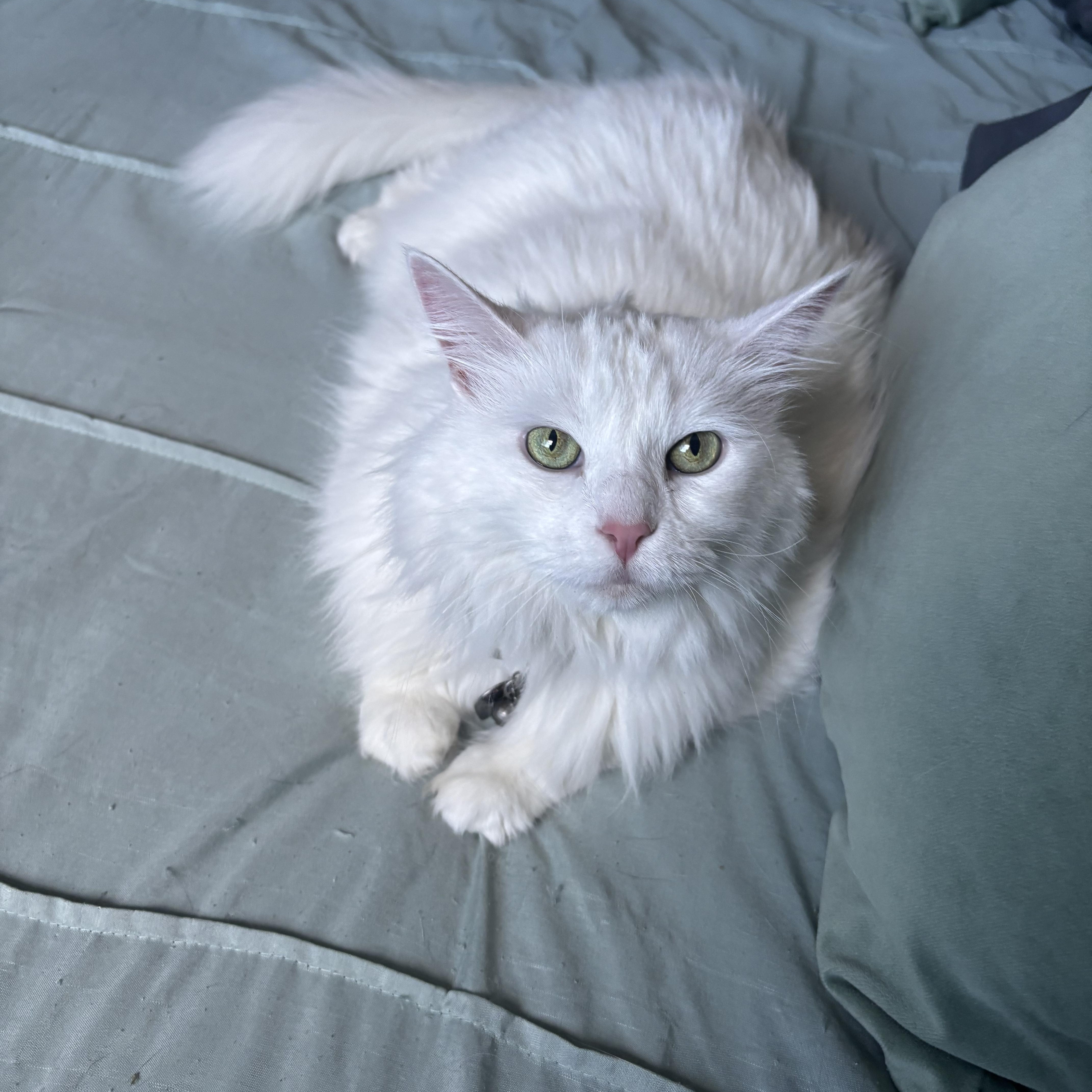 Polly thumbnail 4