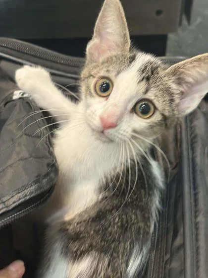 A baby small-sized female Domestic Short Hair cat named Tiramisu for adoption in Memphis, TN