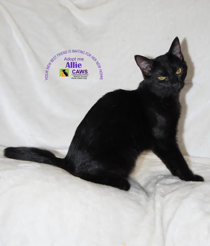 A baby medium-sized female Domestic Short Hair cat named Allie for adoption in Salt Lake City, UT