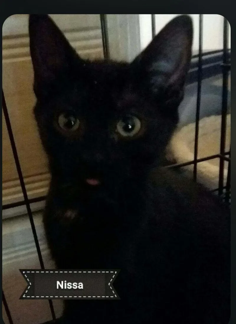 A baby medium-sized female Black Japanese Bobtail cat named Nissa for adoption in Shrewsbury, MA