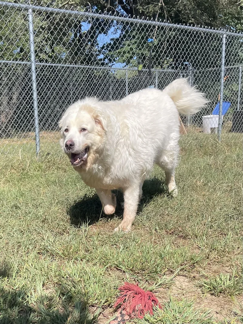 Baby Snoot thumbnail 6