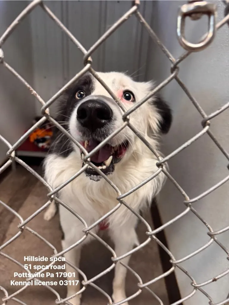 An adult large-sized male Border Collie dog named Bandit for adoption in Pottsville, PA