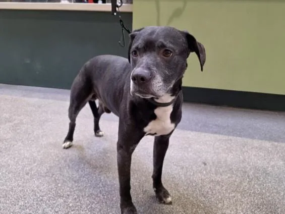 An adult large-sized male Pit Bull Terrier dog named Peet for adoption in Los Angeles, CA