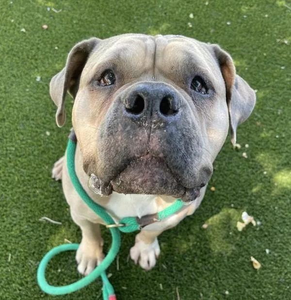 An adult large-sized female Pit Bull Terrier dog named Mj for adoption in Golden, CO