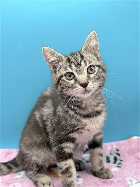 A baby small-sized female Domestic Short Hair cat named Cera for adoption in Tavares, FL
