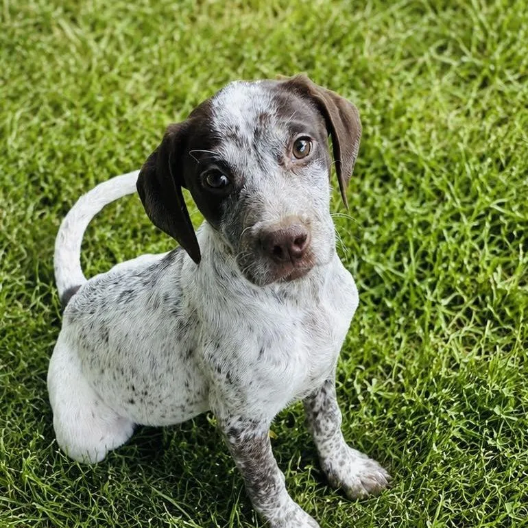 A baby small-sized female German Shorthaired Pointer dog named Freckles for adoption in Rogersville, MO