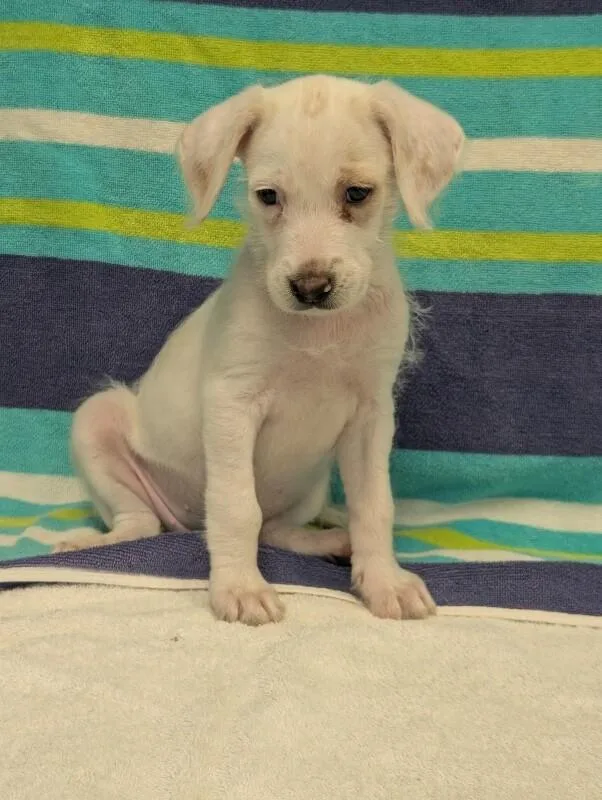 A baby medium-sized female White / Cream Beagle dog named Sarah for adoption in Aiken, SC