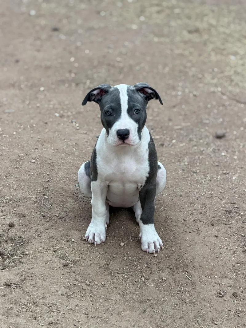 Chloe
