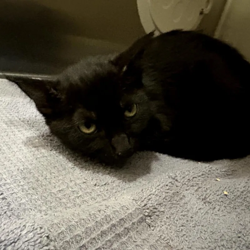 A baby small-sized female Black Domestic Short Hair cat named IEPAStray for adoption in Upland, CA