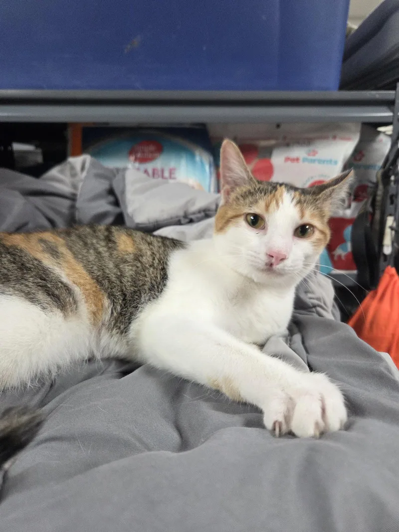A young medium-sized female Calico cat named Lipton for adoption in St. Ann, MO