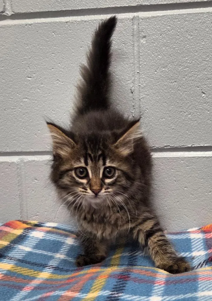 A baby small-sized female Domestic Long Hair cat named Saphire for adoption in Muskegon, MI