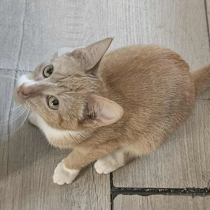 A young small-sized female Orange / Red Domestic Short Hair cat named Willow for adoption in callao, VA