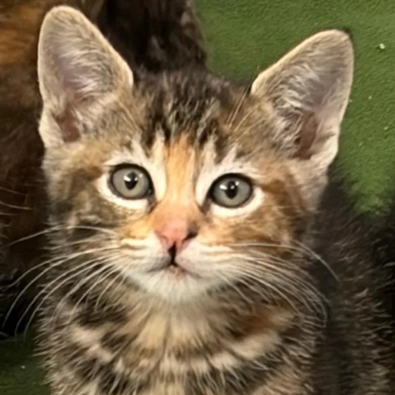 A baby small-sized female Brown / Chocolate Domestic Short Hair cat named Cinder for adoption in Tacoma, WA