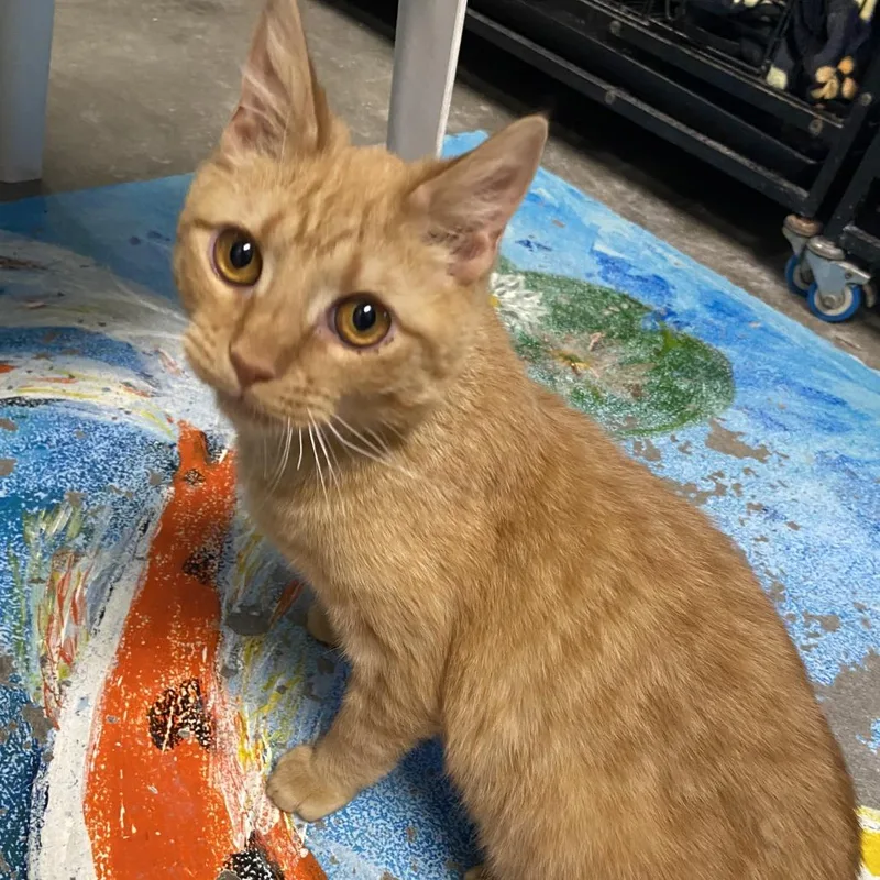 A baby medium-sized male Orange / Red Domestic Short Hair cat named Wabi Sabi for adoption in Fletcher, NC