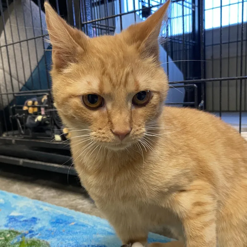 Wabi Sabi thumbnail 4