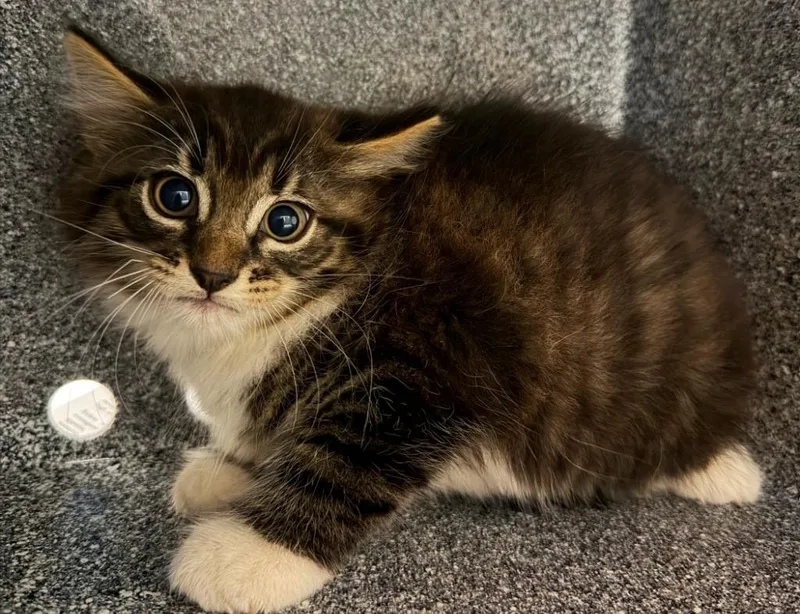 A baby small-sized male Domestic Medium Hair cat named Viserion for adoption in Henderson, NC