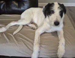 A baby small-sized female Mixed Breed dog named Mabel for adoption in West Chester, PA