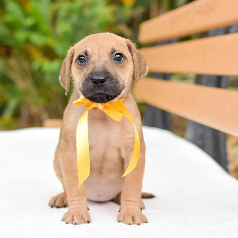 A baby medium-sized female Sable Mixed Breed dog named Papaya for adoption in Kailua Kona, HI