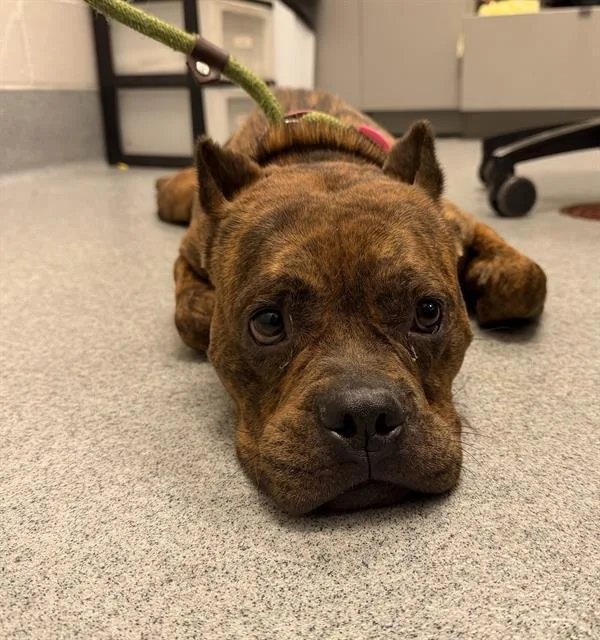An adult medium-sized female Pit Bull Terrier dog named Leela for adoption in Indianapolis, IN