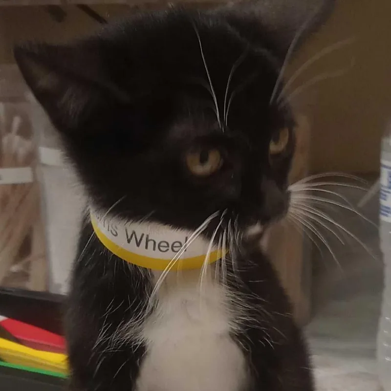 A baby small-sized female Black Domestic Short Hair cat named Ferris Wheel for adoption in Lewisburg, WV