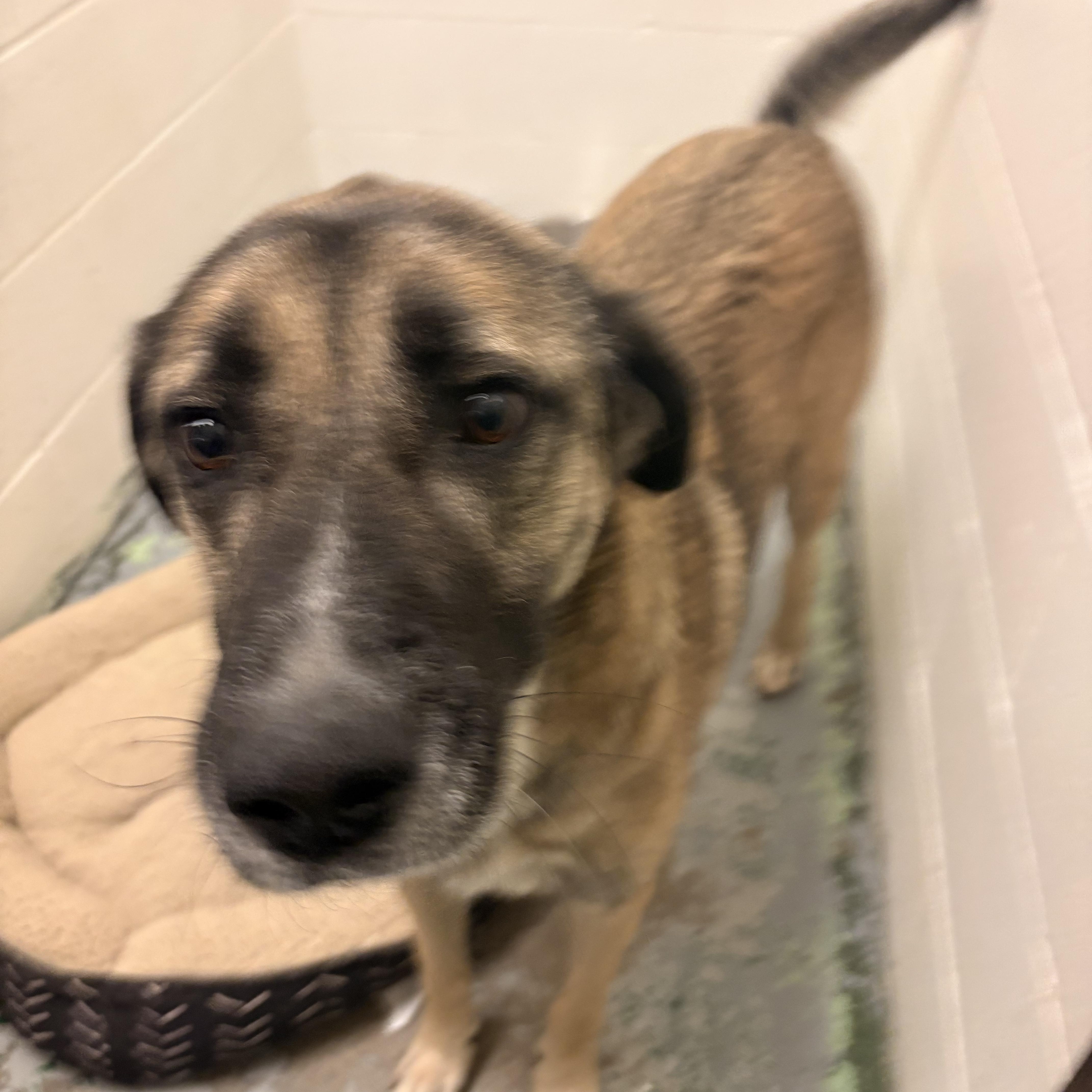 An adult large-sized female Black Anatolian Shepherd dog named Annie for adoption in Spokane, WA