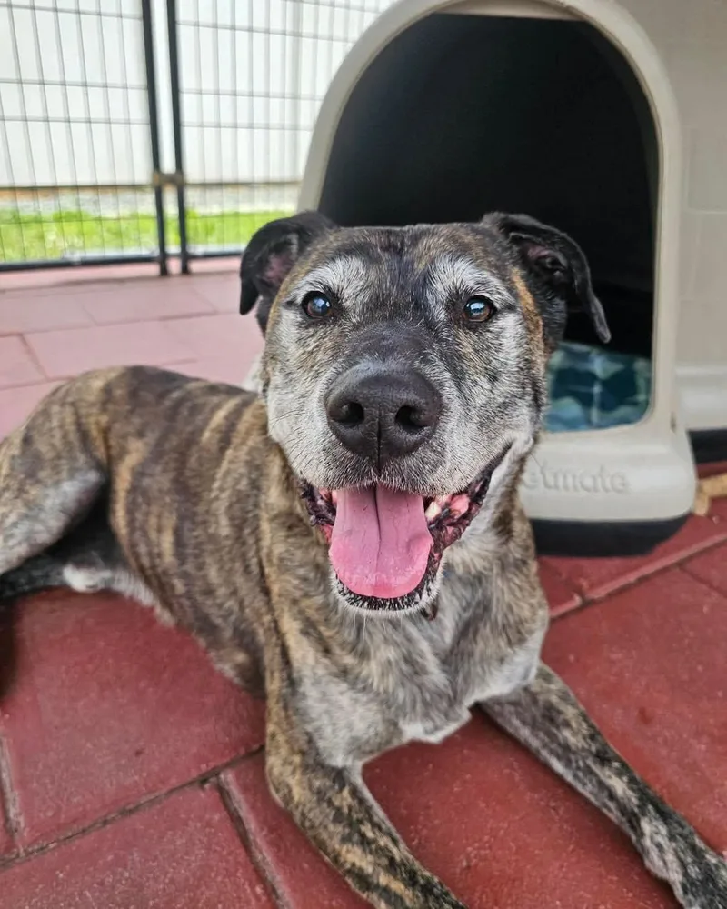 An adult large-sized male Brindle Plott Hound dog named Fabian for adoption in Crescent city, CA