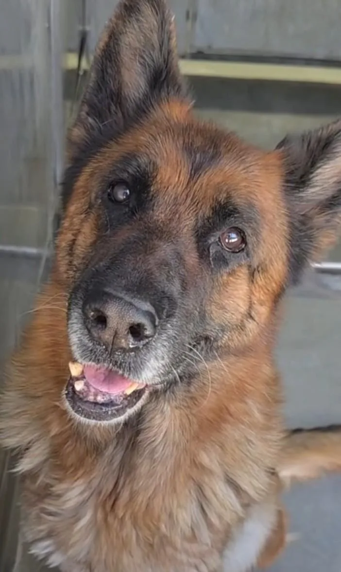 A senior large-sized male Bicolor German Shepherd Dog dog named Barqs for adoption in Frazier Park, CA