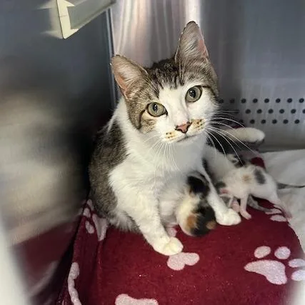 An adult medium-sized female White Domestic Short Hair cat named Dolly for adoption in Indianapolis, IN