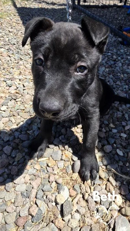 A baby medium-sized female Pit Bull Terrier dog named Beth for adoption in Monte Vista, CO