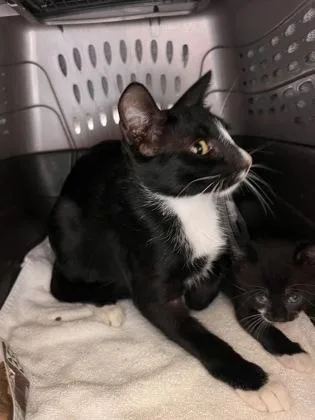 A baby small-sized female Domestic Short Hair cat named Pua for adoption in Honolulu, HI